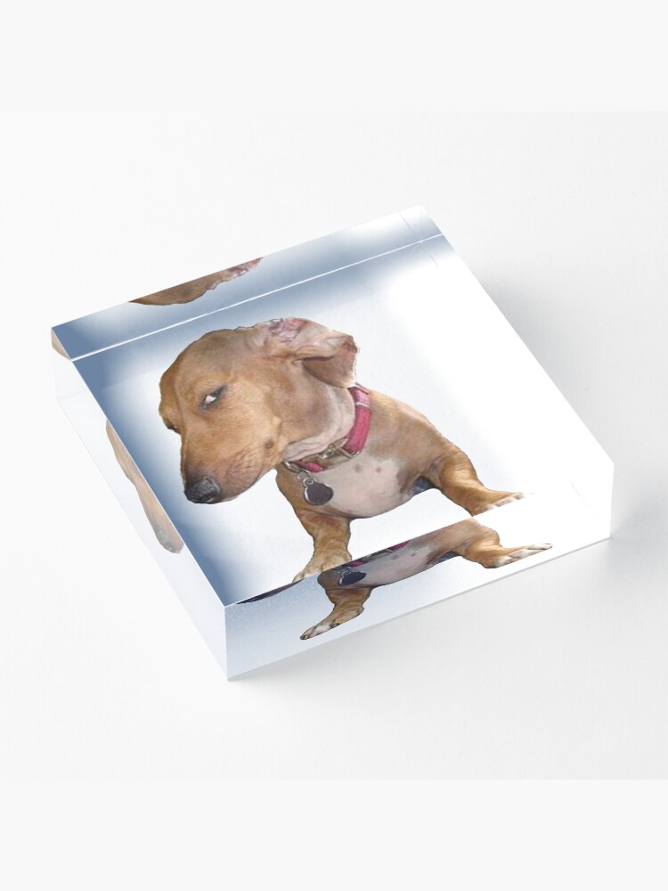 Sus dog Photographic Print for Sale by TheBigSadShop