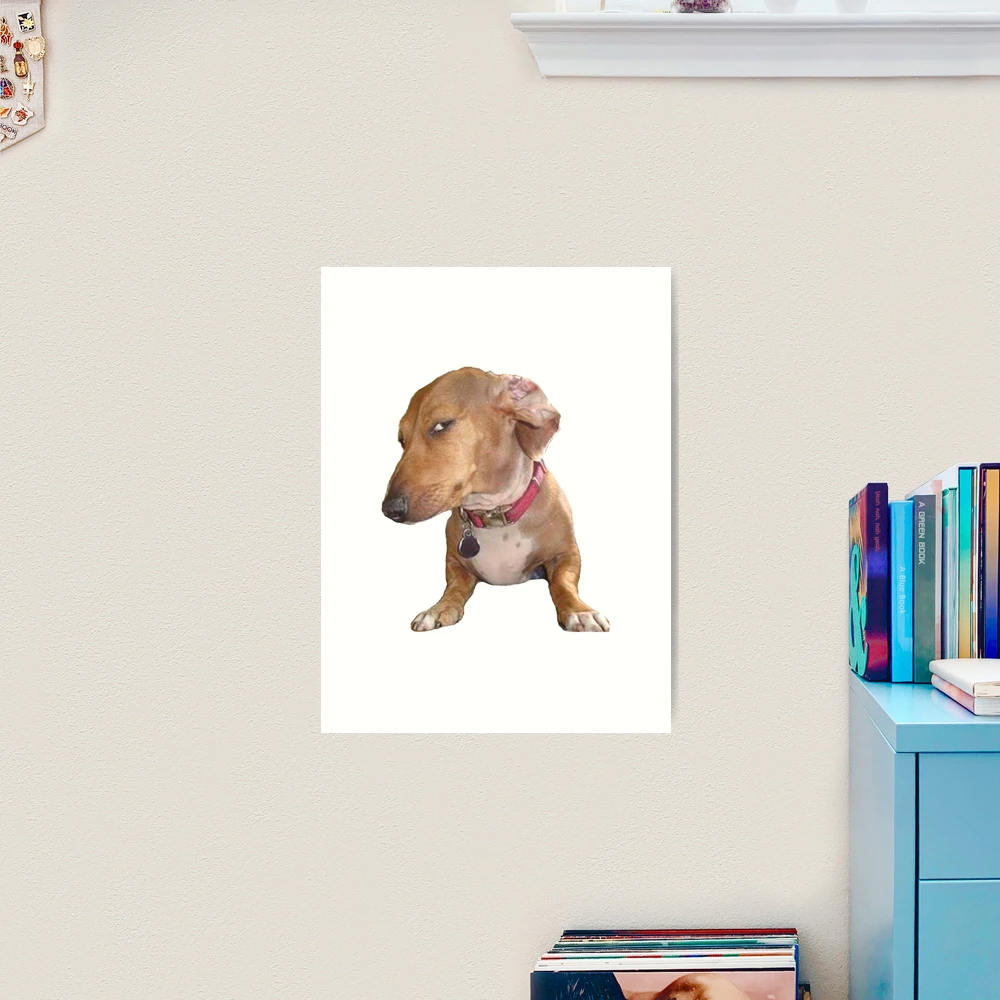 Sus dog Photographic Print for Sale by TheBigSadShop