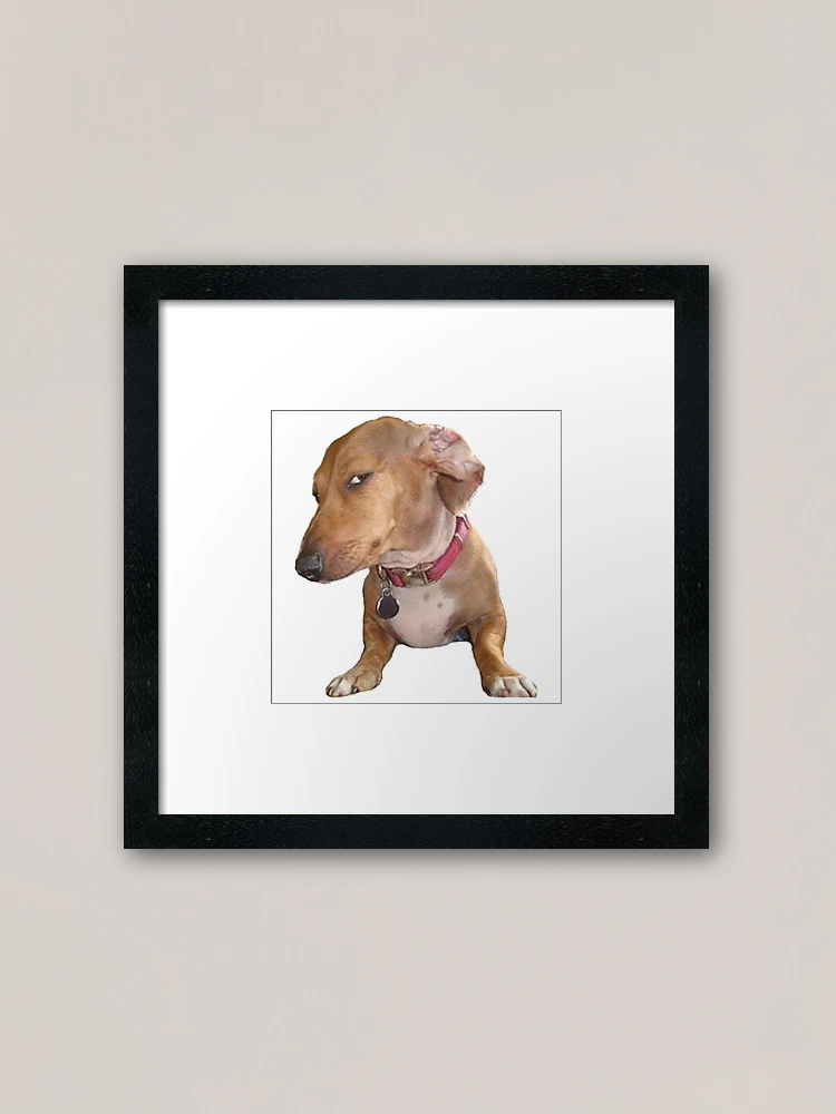 Sus dog Photographic Print for Sale by TheBigSadShop