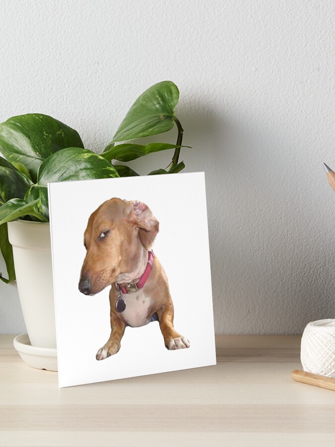 Sus dog Photographic Print for Sale by TheBigSadShop