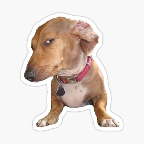 Sus dog Sticker for Sale by TheBigSadShop