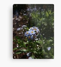 Water forget-me-not (Myosotis scorpioides) Metal Print