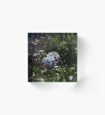 Water forget-me-not (Myosotis scorpioides) Acrylic Block