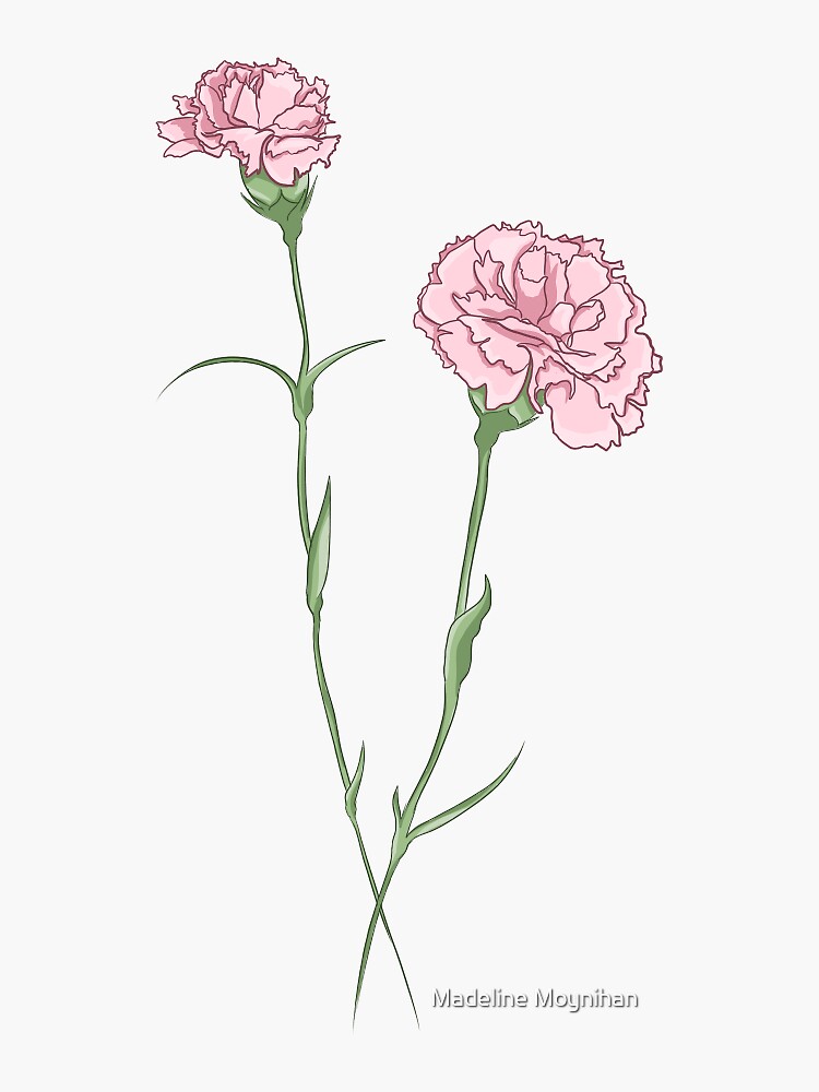 carnation by madmoynihan