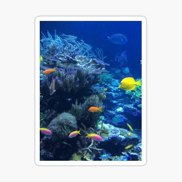"Tropical Fish Underwater" Sticker for Sale by perry200 Redbubble