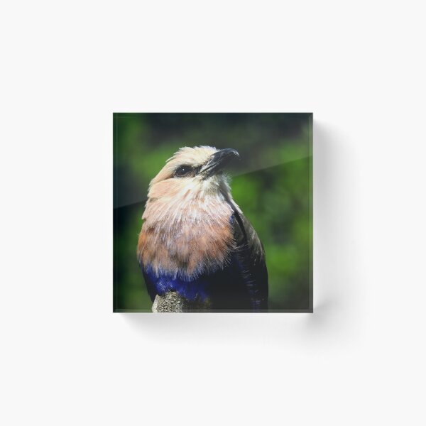 Item preview, Blue-Bellied Roller designed and sold by Barnbk02.