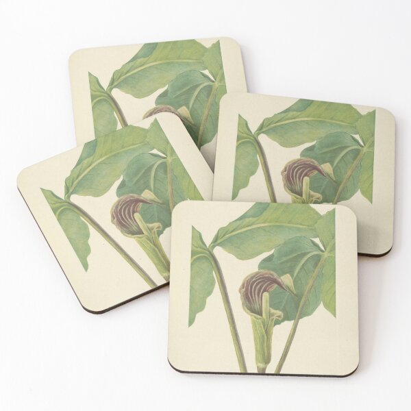 Item preview, Vintage Botanical Flower Art - Jack-in-the-pulpit - Bog onion - Arisaema triphyllum designed and sold by AlleghenyDesign.