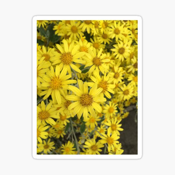Yellow flower Sticker