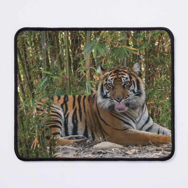 Item preview, Tiger Laps Tongue Lying Among Bamboo designed and sold by KbytesOfJax Outdoor and Nature.
