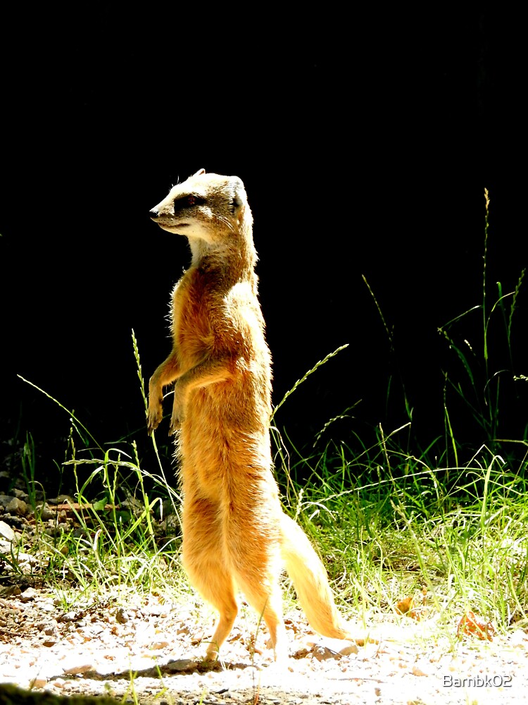 jeff the talking mongoose shirt