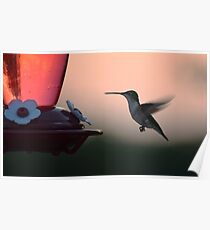 Sonnenuntergang-Kolibri Poster