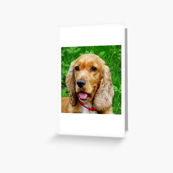 Candy Greeting Card