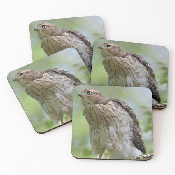 Item preview, Portrait of Juvenile Coopers Hawk designed and sold by Borinna.