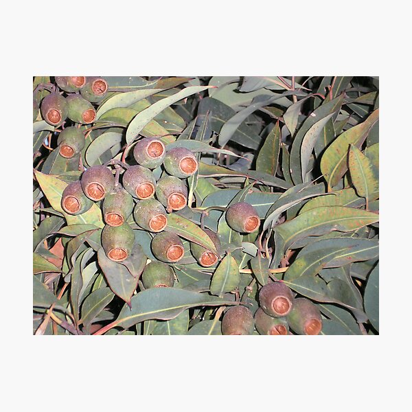 Item preview, Flowering Gum designed and sold by Gregory John O'Flaherty.