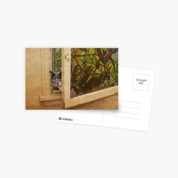 Shy Kitty Postcard
