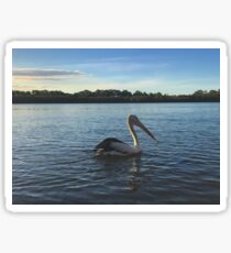 Pelican, Maroochy River, Queensland Sticker
