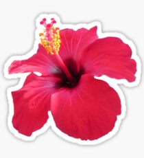 HibisCUS Feels Sticker