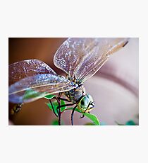 Dragon Photographic Print