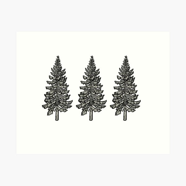Cedar Tree || Nature Illustration Art Print