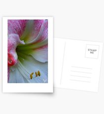 Amarillas Postcards