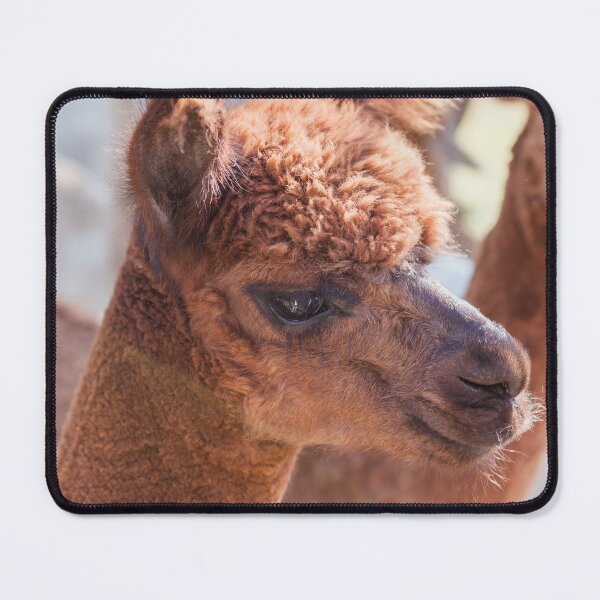 Item preview, Yogi - the Chatty Alpaca designed and sold by Wealth-Growth.
