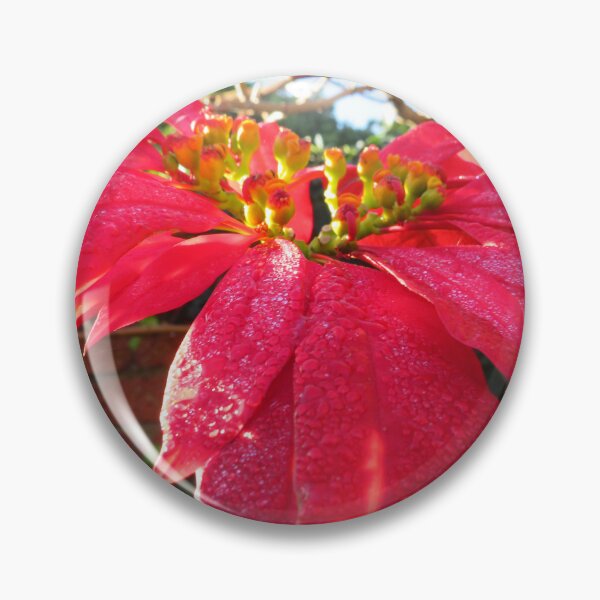 Item preview, Bright red leaves Poinsettia Euphorbia pulcherrima designed and sold by JustAboutNature.