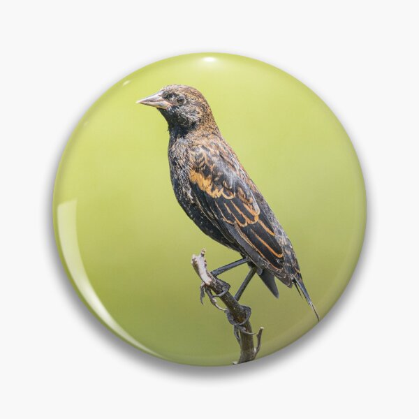 Item preview, Funny female Red Winged Blackbird in a field designed and sold by BestTshirtArt.