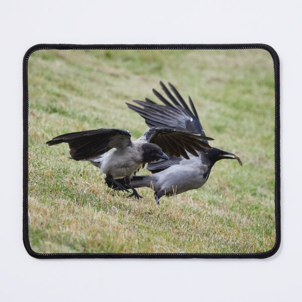 Item preview, Run for the treasure. Hooded crow designed and sold by Jouko Lehto Photography.