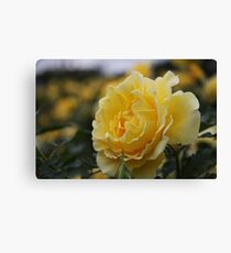 Bloom Canvas Print