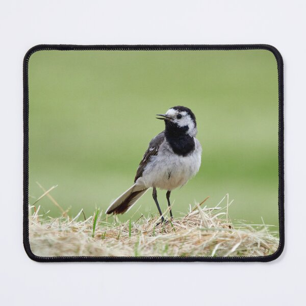 Item preview, White wagtail portrait designed and sold by Jouko Lehto Photography.