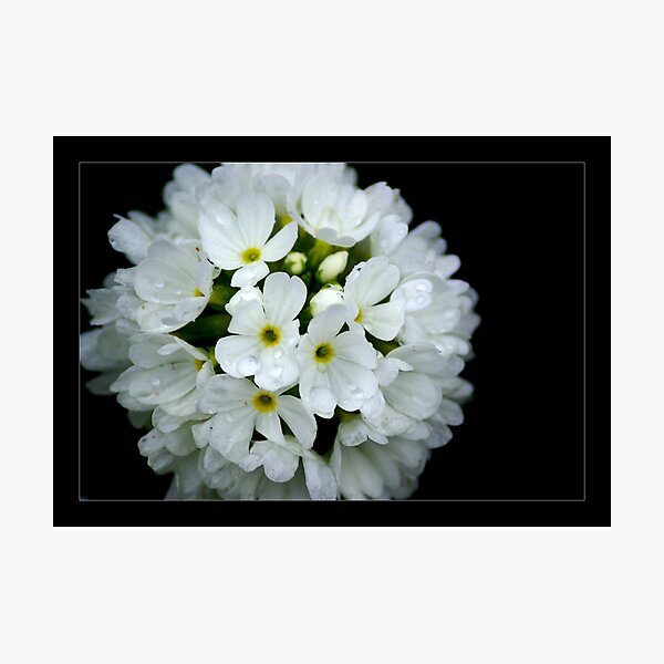 Item preview, Primula designed and sold by orchiddesign.