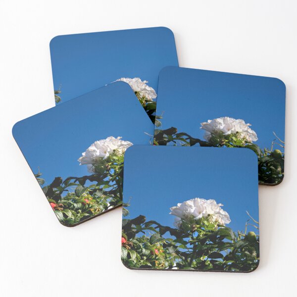 Item preview, White Dog Rose under a clear blue sky designed and sold by Violaman.