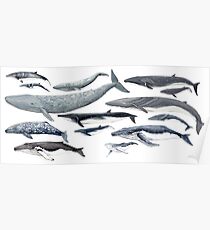 Whales and baby whales Poster