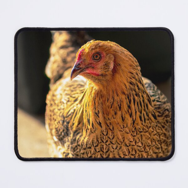 Item preview, Backyard Chicken giving you the side eye designed and sold by noblephoto.