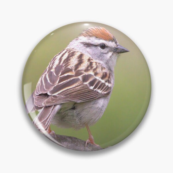 Item preview, Chipping Sparrow on a big curled tree branch designed and sold by BirdsnStuff.