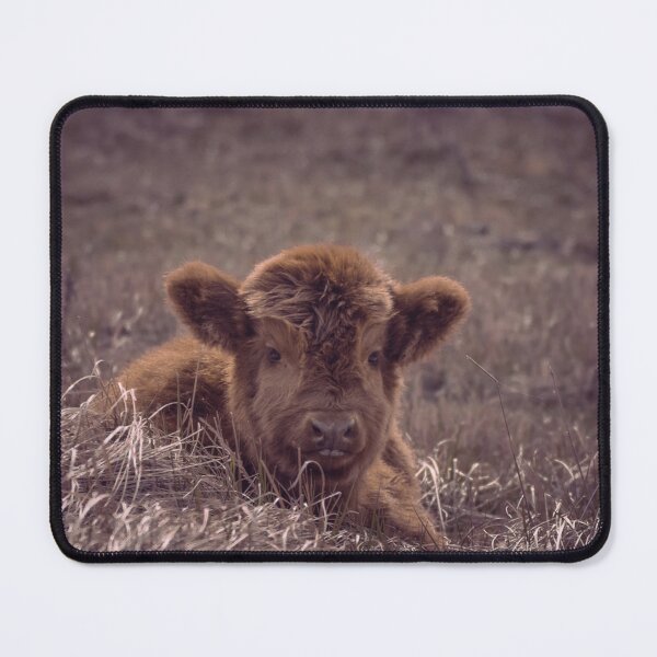 Item preview, Highland calf designed and sold by koalas1414.
