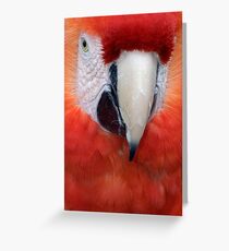 Scarlet Macaw Parrot, Ara macao Greeting Card