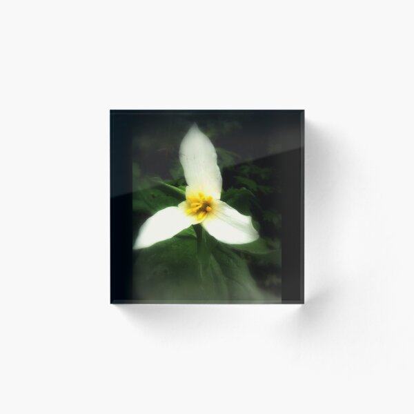 Aperçu de l'œuvre trille blanc, fond sombre créée et vendue par Dawna Morton.