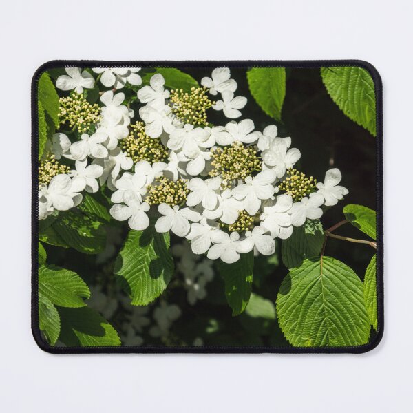 Item preview, Lacecap Hortensia - Luminous White Blooms designed and sold by Georgia Mizuleva.