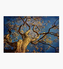 Curls Photographic Print
