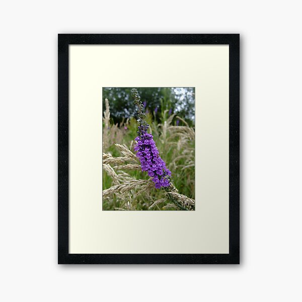 Framed Print