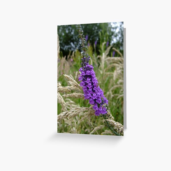 Greeting Card