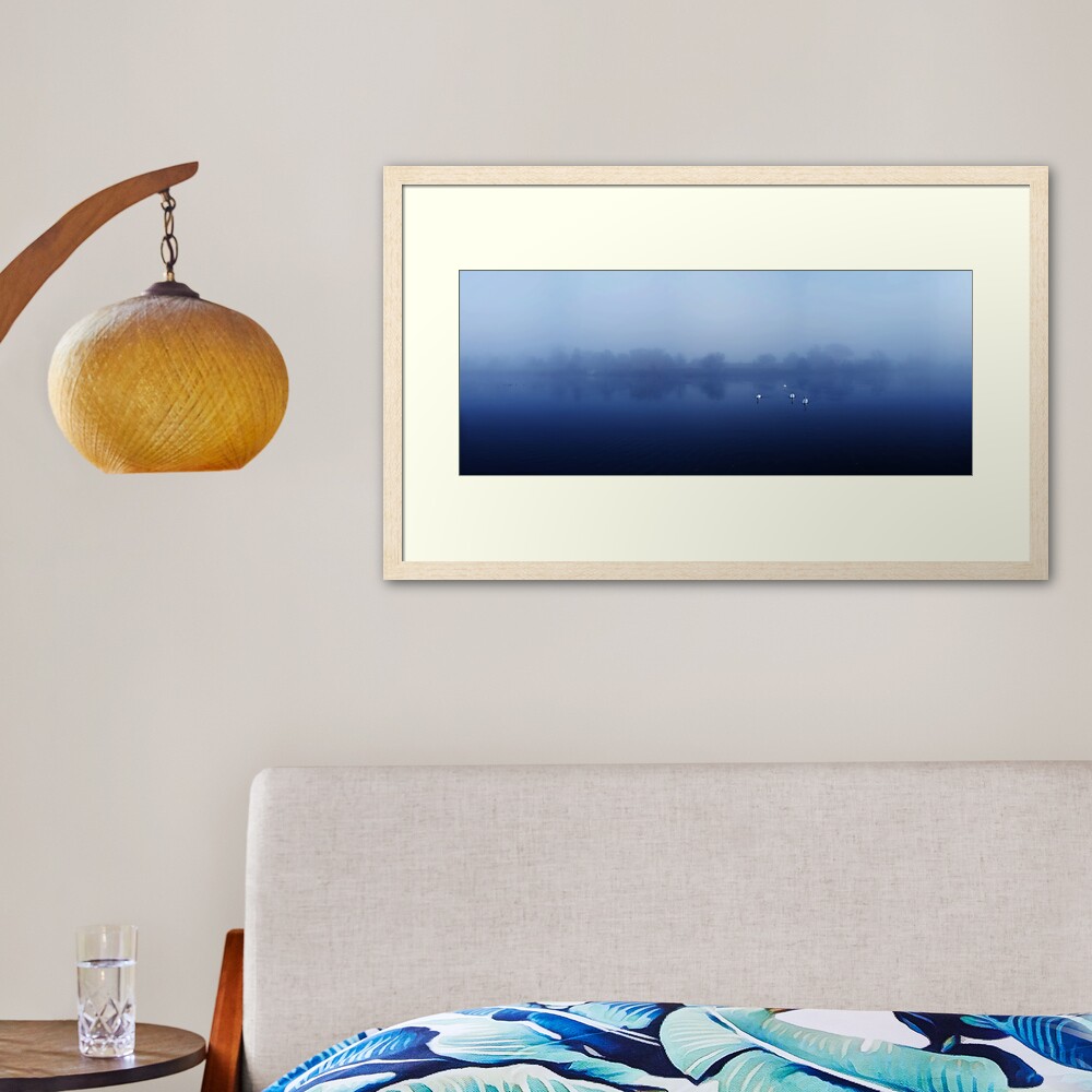 Swans Framed Art Print