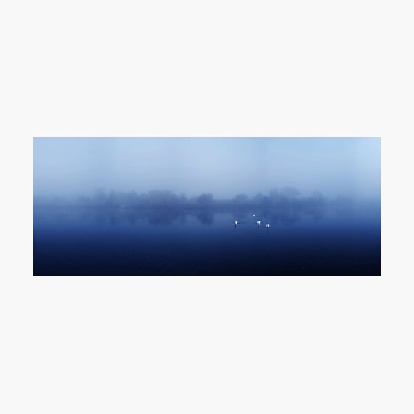 Swans Photographic Print