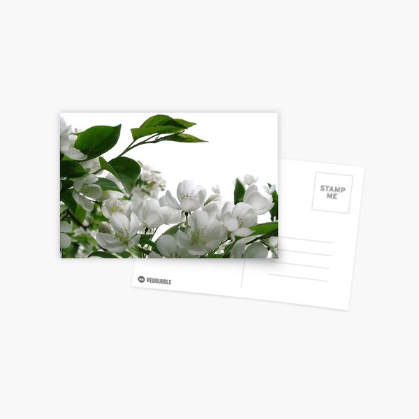 White on White Postcard