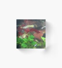 fish tank fun Acrylic Block