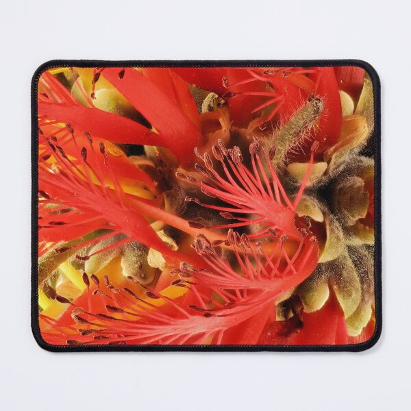 Item preview, One-sided Bottlebrush inflorescence designed and sold by NanaRusty.