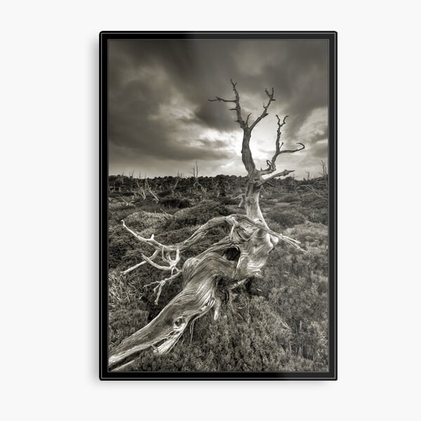 Pencil Pine Cementery Metal Print
