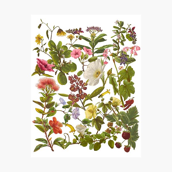Item preview, Native Hawaiian Flowers Botanical Design designed and sold by peachycrossing.