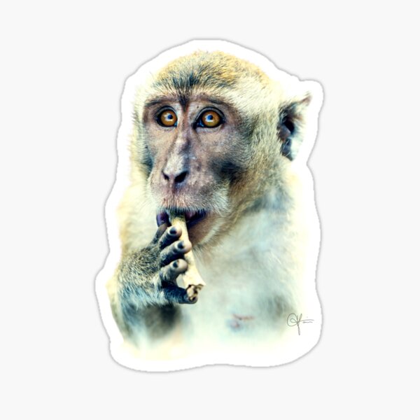 Jeune singe au bâton Sticker